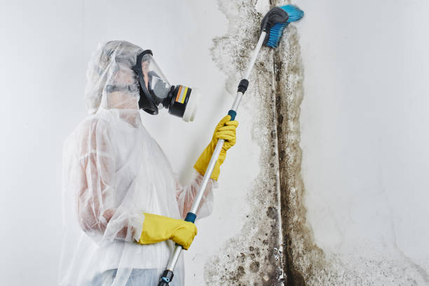 Mold Removal Process in Campbell, FL