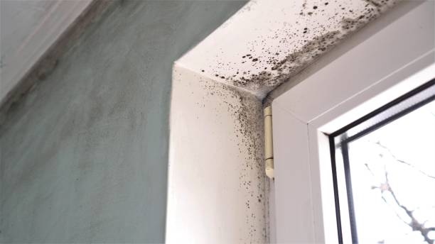 Best Emergency Mold Removal  in Campbell, FL