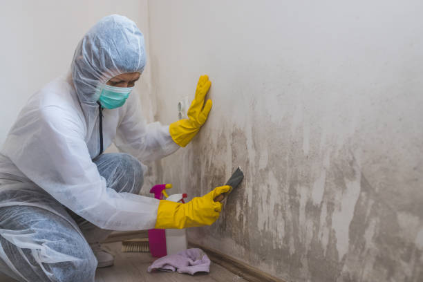 Mold Removal and Inspection in Campbell, FL