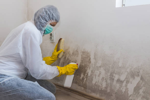 Best Mold Testing  in Campbell, FL