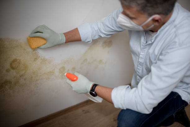 Best Toxic Mold Removal  in Campbell, FL