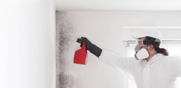 Best Office Mold Removal Services  in Campbell, FL
