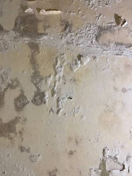 Best Residential Mold Removal  in Campbell, FL