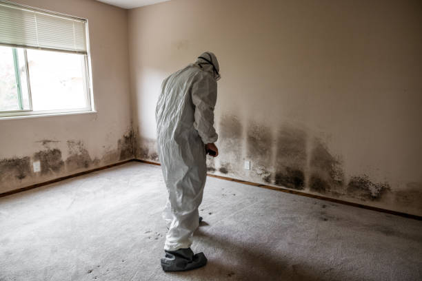 Best Mold Removal Process  in Campbell, FL