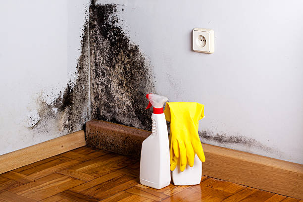 Best Mold Removal and Inspection  in Campbell, FL